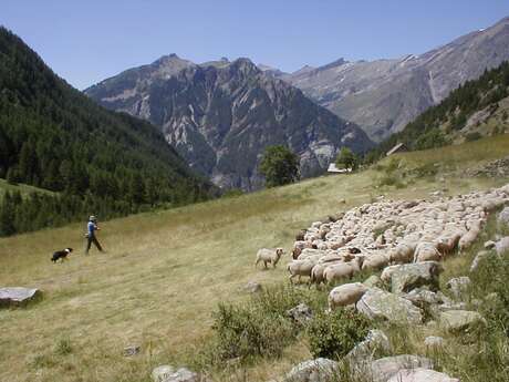 Festival de l'Alpage : Randonnée à Méollion avec un garde ONF