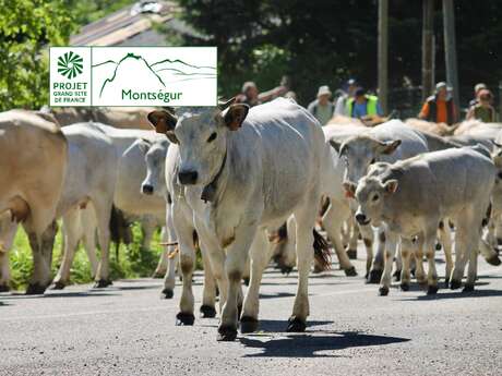 Dernière étape de la transhumance des vaches jusqu'au Lac de Montbel