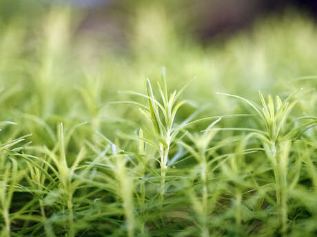 Conférence : adaptation et changement climatique dans les forêts de montagne