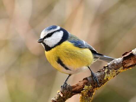 Atelier "Petites boules de plumes"