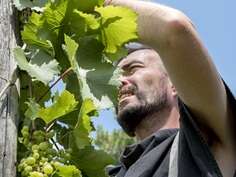 Vins et territoire : vignobles en scène !