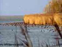 Réserve nationale de Camargue