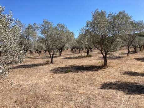 Porquerolles - Circuit court COPAINS