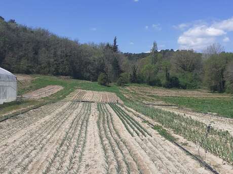Les jardins d'Amishku