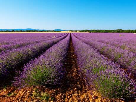 Excursion : Une matinée près des lavandes - LT1