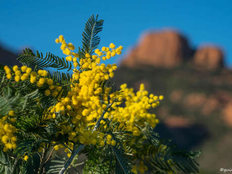 La Route du Mimosa