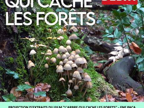 CINE DEBAT - L'ARBRE QUI CACHE LES FORETS