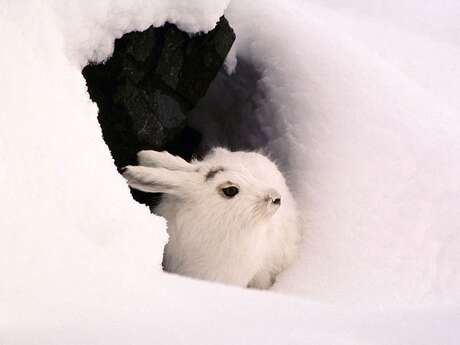 Conférence : adaptation de la faune à l'hiver