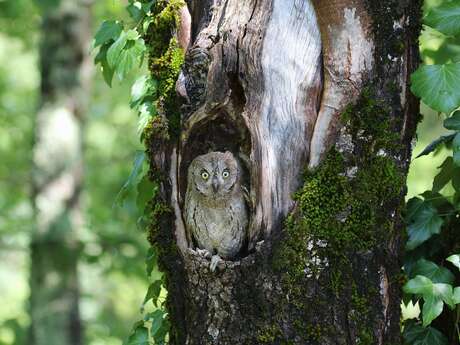 Quand la nuit s’anime : sous le chant du Petit-Duc scops
