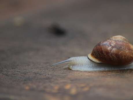 Activité enfants « Qui se cache sous la coquille »