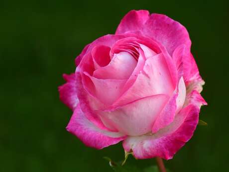 Lecture chantée : Rose(s) C'est la vie