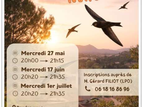 Visite guidée - À la rencontre des martinets noirs