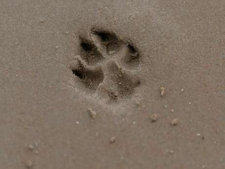 Atelier Altec (3-5 ans) - Sur les traces des animaux