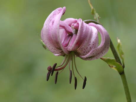 La flore du Col du Coq