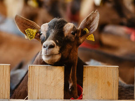 La chèvrerie de la Font Sancte