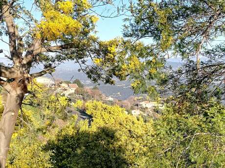 Le mimosa et ses compagnons de Tanneron- balade guidée