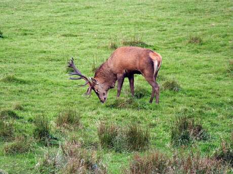 Conférence "Les bêtes à cornes"
