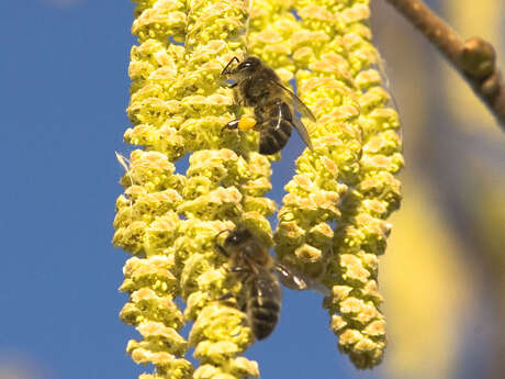 Les trésors d'abeilles