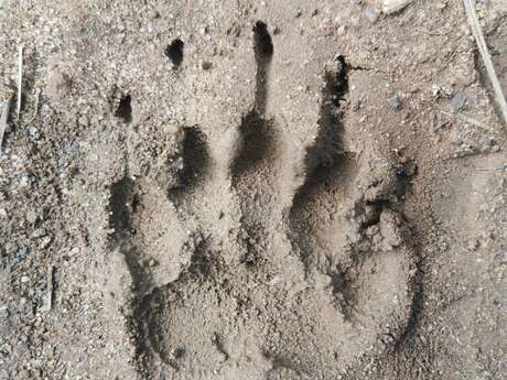 Activité famille : Traces et indices d'animaux