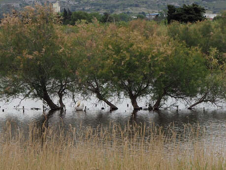 Visite flash "Entre terre et mares"
