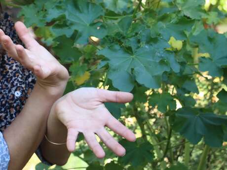 Week-end langue des signes et botanique