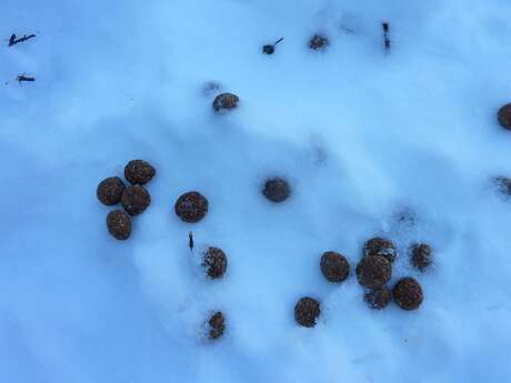 Jeu de piste : Qui est passé par ici ?