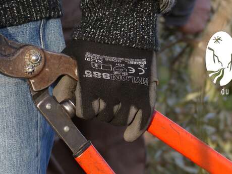 La taille des oliviers