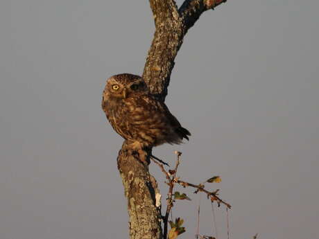 Owl Night at the Moëze-Oléron Nature Reserve