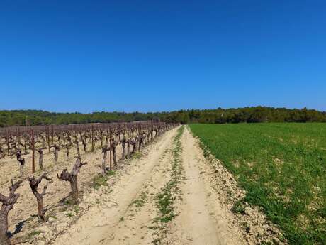 BEAUMONT-DE-PERTUIS - Entre collines boisées et cultures ancestrales