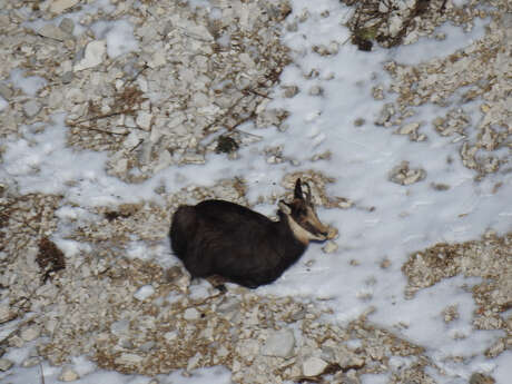 Wilde dieren in de winter in Thollon-les-Mémises