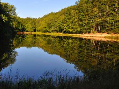 Forêt de Lespinasse