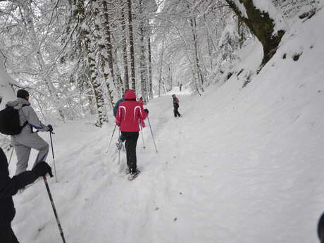 Guided walk : The forest environment