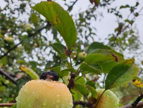 Atelier taille et greffe d'arbres fruitiers