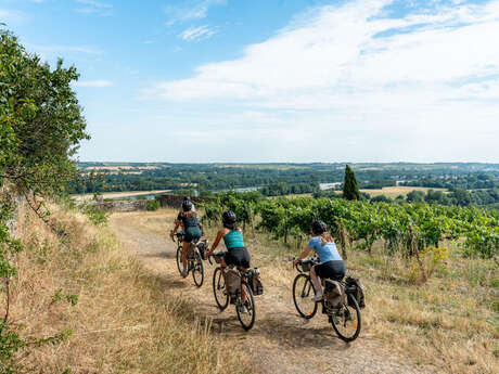 Week-end gravel - Angers, entre Loire et vignobles
