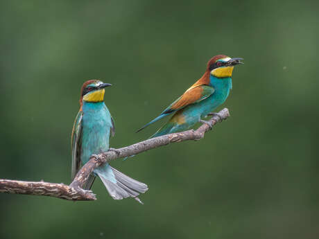 Les oiseaux d'ici venus d'ailleurs