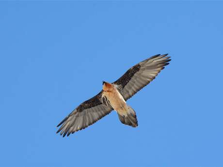 Escape Game gypaète