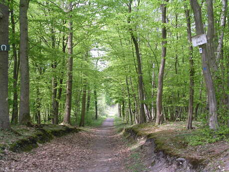 La superbe forêt domaniale de Saint-Germain s'ouvre à vous La superbe forêt domaniale de Saint-Germain s'ouvre à vous
