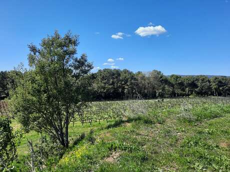 Spaziergang in den Weinbergen am Château des Bormettes