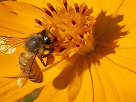 Atelier Altec (9-11 ans) - L'abeille à la loupe