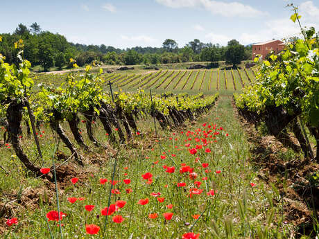 Domaine Longue Tubi