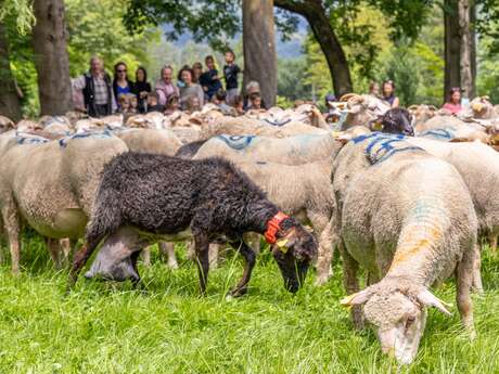 Fête de la Transhumance