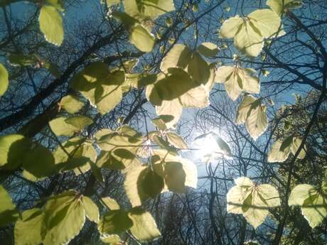 Rand’Ornitho : randonnée et observation ornithologique dans les Monts du Forez.