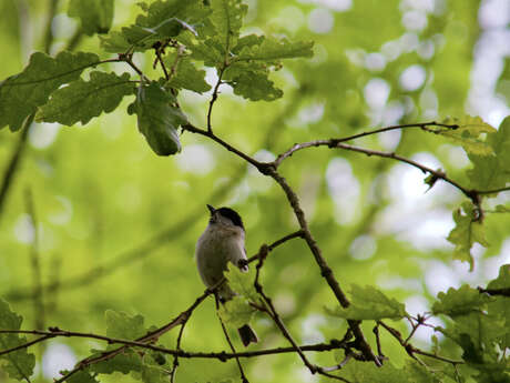 Visite du Jardin Extraordinaire et découverte des oiseaux qui le peuplent