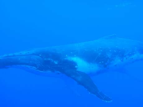 Moorea Activities Center – Whales Watching