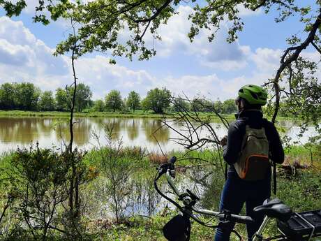 Itinérance L'Ain à Vélo - La Dombes aux mille étangs