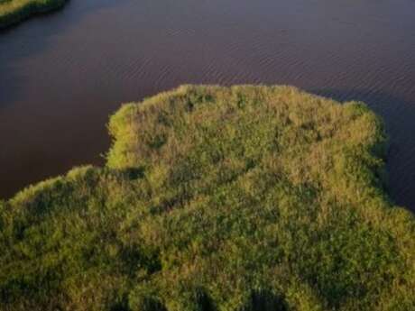 à l'écoute des oiseaux de la roselière et du butor étoilé