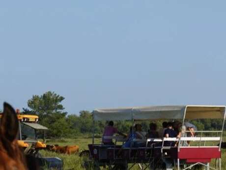 Visiter le Haras des Bruns au coeur d’une manade