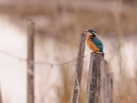 Les oiseaux des Marais de Beauchamp