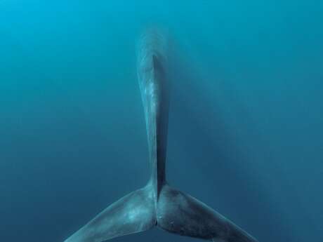 Screening of "Pelagos" by Frédéric Larrey