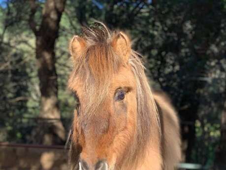 Les Jeux d'Automne: baptême de poney Les Jeux d'Automne: baptême de poney